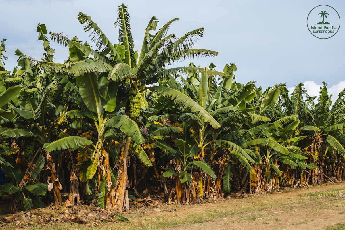 Dried Banana vs. Fresh Banana: Nutrition & Best Uses