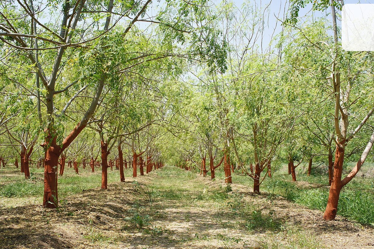 How We Source Premium Dried Fruits Directly from Southeast Asian Farms