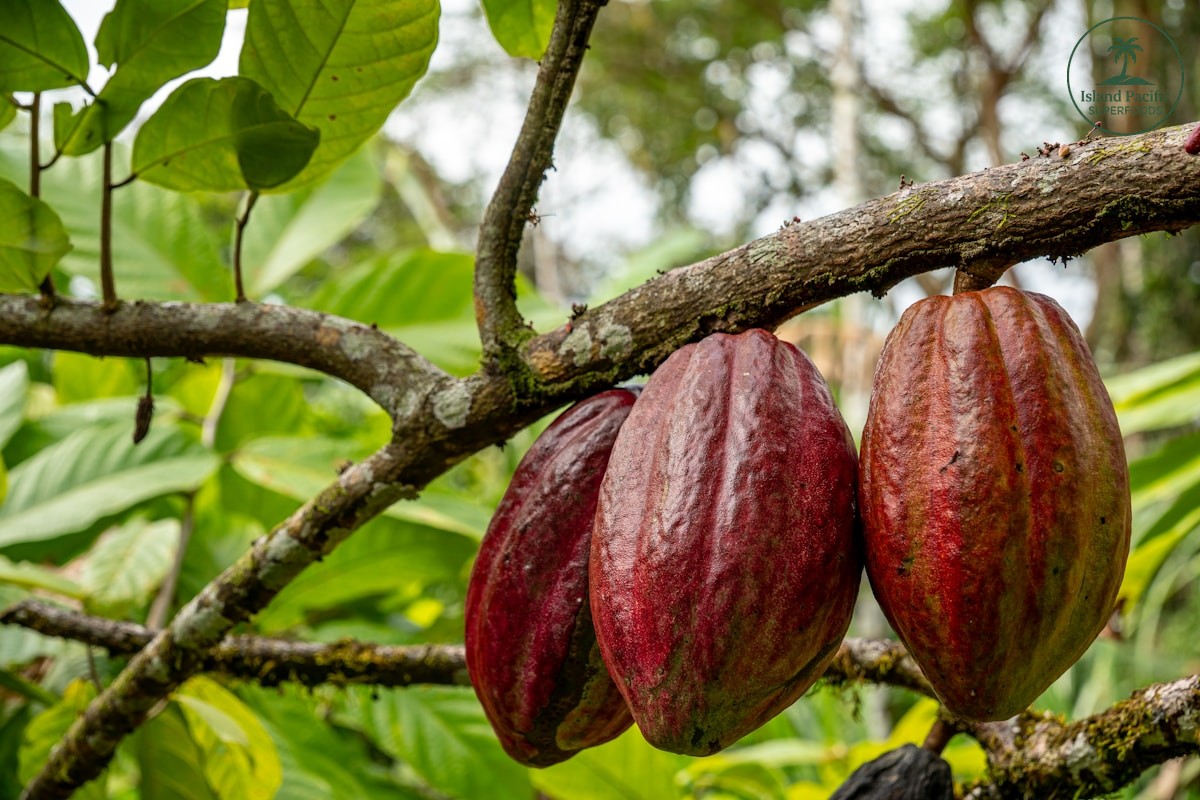 The 10 Best Organic Superfoods & Supplements for 2026